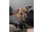 Hazel *Foster or adopter needed ASAP* American Pit Bull Terrier Puppy Female