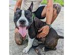 Pete Pit Bull Terrier Adult Male
