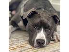 Otto Pit Bull Terrier Adult Male