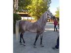 Arabian Stallion for sale