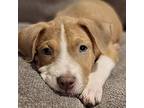 Maribel American Staffordshire Terrier Puppy Female