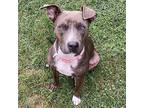 Jules American Staffordshire Terrier Adult Female