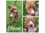 Diesel American Staffordshire Terrier Young Male