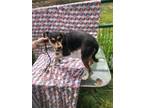 Adopt Trixie a Beagle, Jack Russell Terrier
