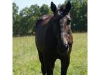 Adopt Dune a Standardbred / Mixed horse in Hohenwald, TN (35809193)