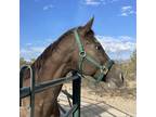 Adopt Latte a Appaloosa / Mixed horse in Las Vegas, NV (35807871)