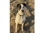 Adopt Waylonn a Black - with White Pointer dog in Castle Rock, CO (35805945)