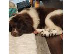 Newfoundland Puppy for sale in Liberty, KY, USA