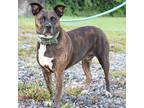 Adopt Nola a Brindle Cattle Dog / Pit Bull Terrier / Mixed dog in Martinsville