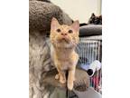Adopt Dopey a Orange or Red Tabby Domestic Shorthair (short coat) cat in