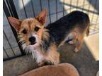 Adopt Felix a Red/Golden/Orange/Chestnut Norwich Terrier / Fox Terrier