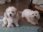 Adopt Mama (Bonded to Chanel) a White Poodle (Miniature) / Mixed dog in Fort