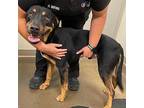 Reese Rottweiler Adult Male