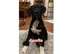 Apollo American Pit Bull Terrier Puppy Male
