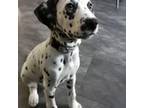 Dalmatian Puppy for sale in Hilton Head Island, SC, USA