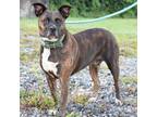 Adopt Nola a Cattle Dog, Pit Bull Terrier