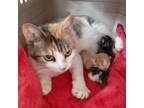 Adopt Eekers and Babies a Calico, Tabby