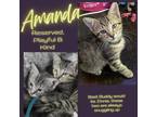 Amanda Domestic Shorthair Kitten Female