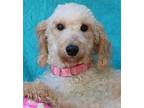 Scarlett Poodle (Miniature) Young Female