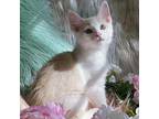 Bobo Domestic Shorthair Kitten Male