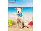 LEONARD Pit Bull Terrier Adult Male