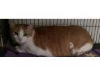 Adopt Charlie a Orange or Red (Mostly) Domestic Mediumhair (medium coat) cat in