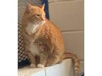 Adopt Cognac a Orange or Red Domestic Mediumhair (medium coat) cat in Stigler