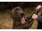 Adopt Daffy a Brindle Shar Pei / Mixed dog in Valley Falls, KS (33470009)
