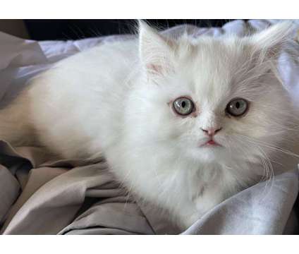 Persian Kitten is a White Female Persian Kitten For Sale in San Diego CA