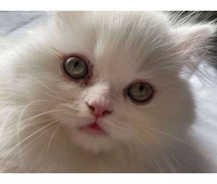 Persian Kitten is a White Male Persian Kitten For Sale in San Diego CA