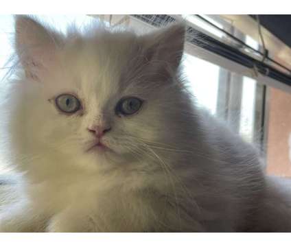 Persian Kitten is a White Male Persian Kitten For Sale in San Diego CA