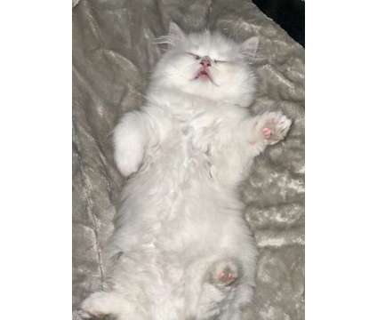Persian Kitten is a White Female Persian Kitten For Sale in San Diego CA