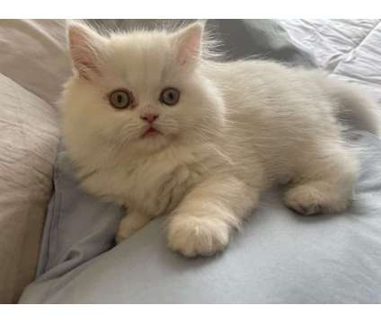 Persian Kitten is a White Male Persian Kitten For Sale in San Diego CA