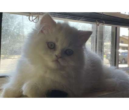 Persian Kitten is a White Male Persian Kitten For Sale in San Diego CA