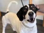 Adopt Snoopy a Basset Hound / Mixed dog in Salt Lake City, UT (35823972)