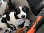 Adopt Lola a Basset Hound / Beagle / Mixed dog in Salt Lake City, UT (35823968)