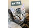 Adopt SILVER a Tan or Fawn Tabby Domestic Shorthair (short coat) cat in