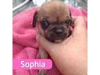 Sophia Chihuahua Puppy Female