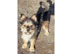 Wolfgang Norwich Terrier Young Male