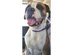 Adopt VELMA a Red/Golden/Orange/Chestnut - with White Boxer / Mixed dog in