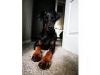 Adopt Rogue a Black - with Tan, Yellow or Fawn Doberman Pinscher / Mixed dog in