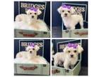 Maltese Puppy for sale in Campbell, TX, USA
