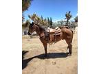 Trail Horse or Rope Horse Prospect