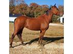 Adopt Whinny a Mustang / Mixed horse in Hohenwald, TN (35838207)
