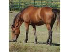 Adopt Hopi a Mustang / Mixed horse in Hohenwald, TN (35838206)