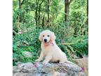 Golden Retriever Puppy for sale in Phillipsburg, NJ, USA