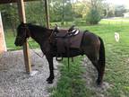4 year old gelding with tack