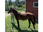 Cleopatra: Welsh yearling filly. Will mature Medium. Sweet gorgeous moverr