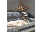 Adopt Evan a Brown Tabby American Shorthair (short coat) cat in Manning