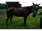 Adopt SWEETS a Bay Thoroughbred / Mixed horse in Ocala, FL (35852669)